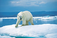 Ours blanc (Parc national d'Ukkusiksalik, Nunavut, Canada).