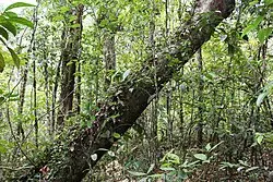 Forêt