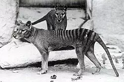 Loup de Tasmanie