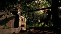 Sawyer dans la cage