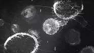 Fusion de virus 1