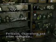 Salle de taxidermie