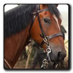Chevaux(films-non-classes)