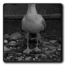 Toutes les infos sur Mouette Sur Pneus Inconnu Mouette Sur Pneus Inconnu(films-non-classes)