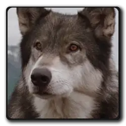Toutes les infos sur Le Chien Inconnu Le Chien Inconnu(the-thing-saga)