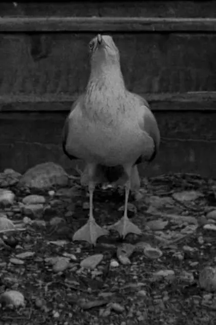 Photo de Seagull, Sully Photo de Seagull, Sully