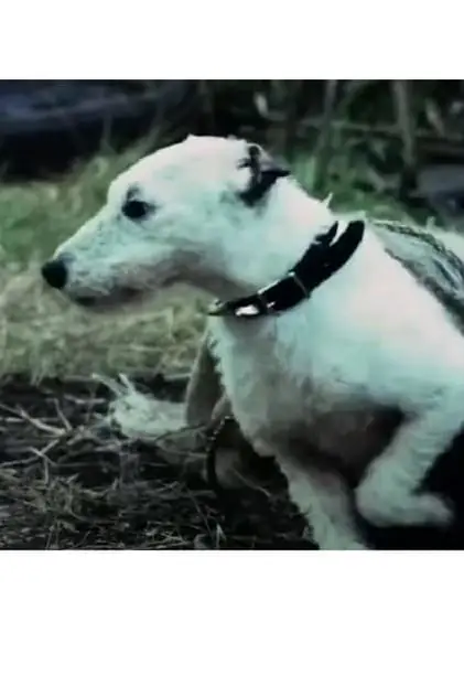 Photo de The dog, Riddle