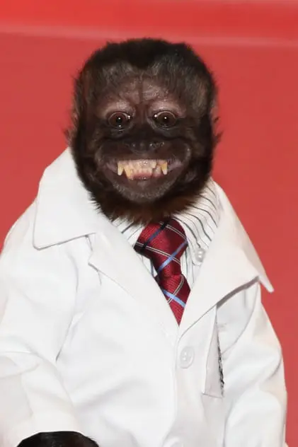 Photo de The monkey, Crystal Photo de The monkey, Crystal