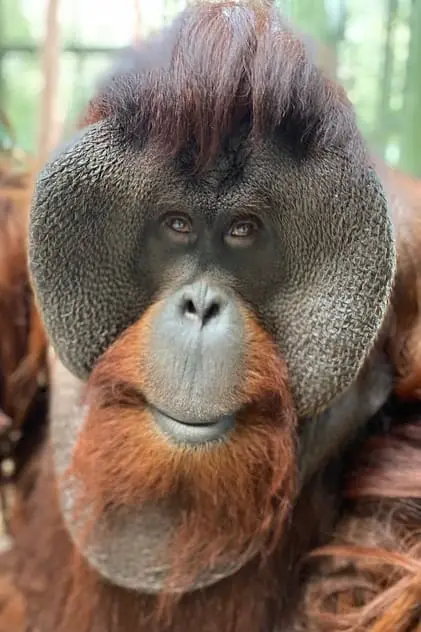 Photo de The orangutan, Sam