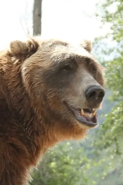 Photo de The bear, Bart Photo de The bear, Bart