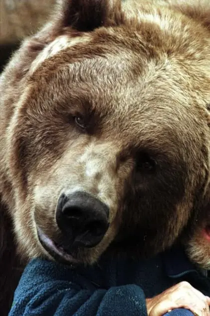 Photo de The bear ii, Bart Photo de The bear ii, Bart