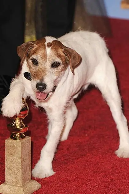 Photo de Uggie