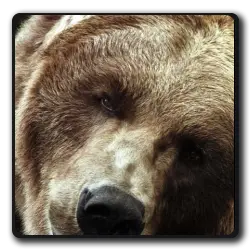 L'ours(game-of-thrones_2010)