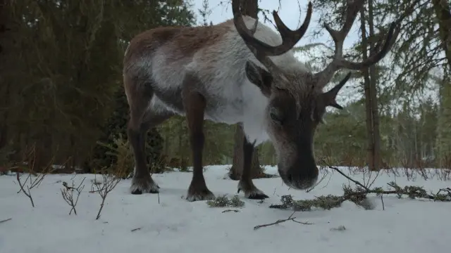 Consulter les informations sur l'épisode Rangifer tarandus