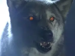 Consulter les informations sur l'épisode Entre chien et loup