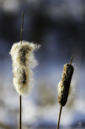 Duvet hivernal