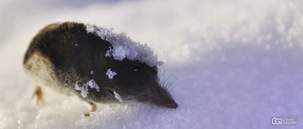 Victime du froid Victime du froid