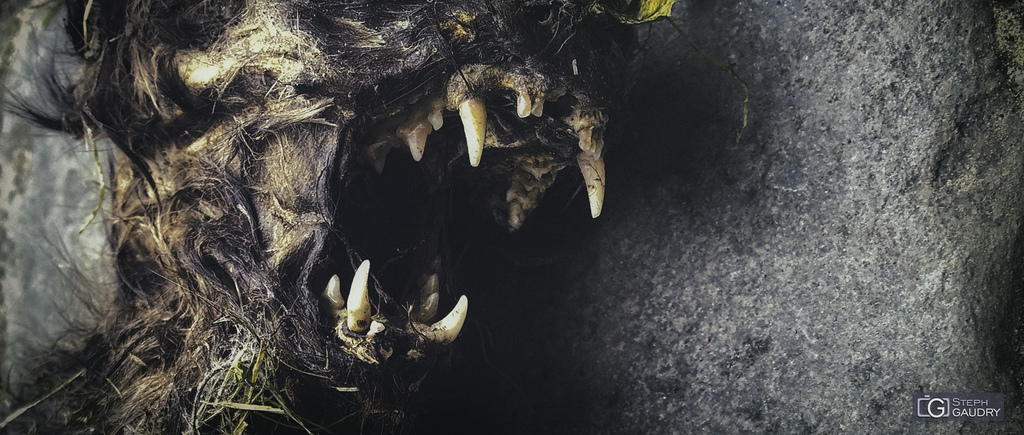 </p>
<p>Voilà les animaux pris au piège des lieux abandonnés My pet is a monster