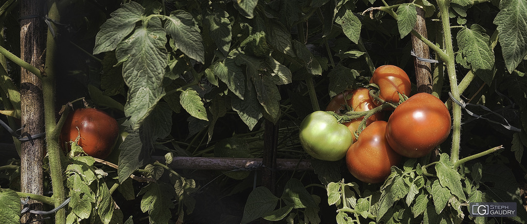 Pomodoro, figlio del sole Pomodoro, figlio del sole