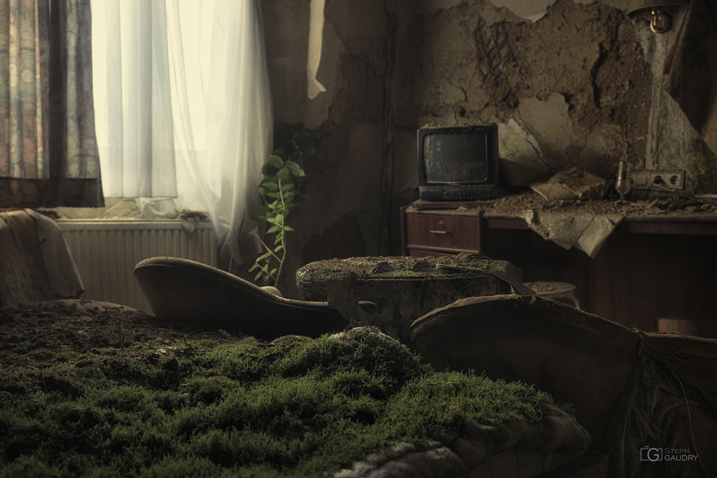 Insolite rencontre entre le téléviseur et la mousse Un lit de verdure