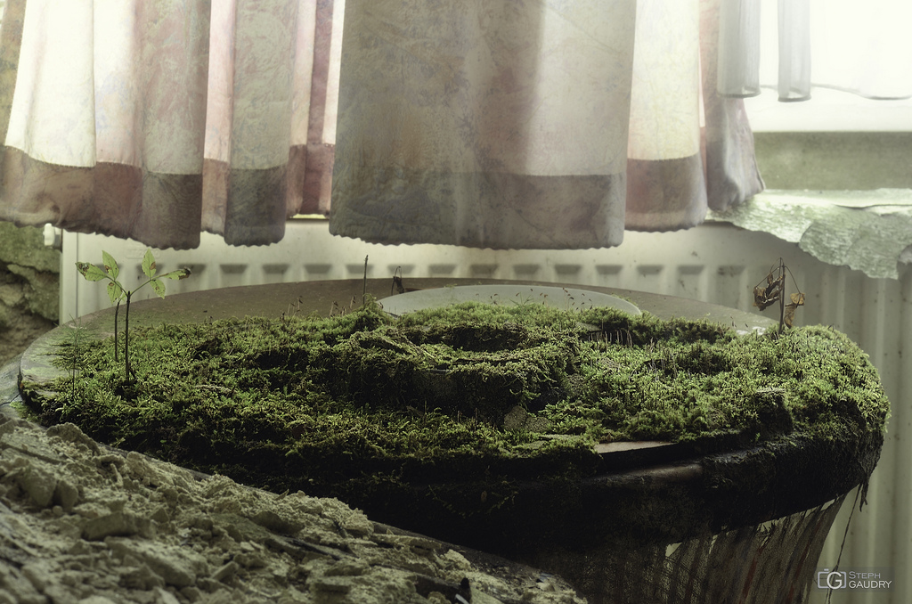 Encore de la mousse qui estompe les volumes A microworld to explore