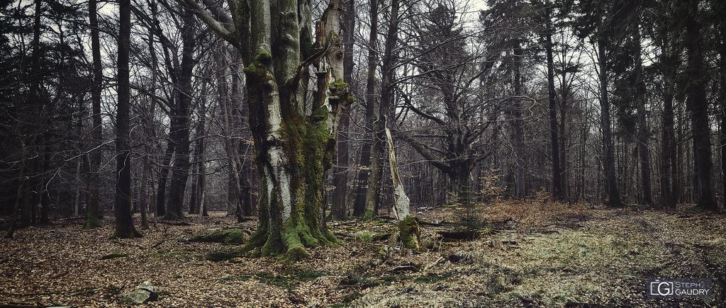 Spa, entre les bois de la Picherotte et Berinzenne