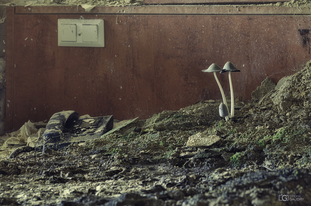 Des champignons dans le lit. Mushrooms for dinner. Please call the room service.