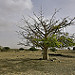 Thumb Baobab devant le Monte Estância