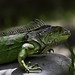 Thumb Iguane vert