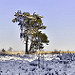 Miniature Photo suivante: La Fagne près de Berinzenne