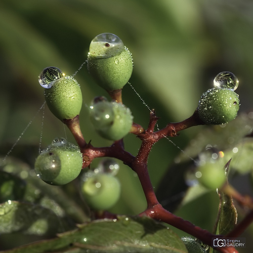 Perles de rosée matinale