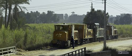 Le train des récoltes de papyrus