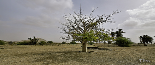 Baobab devant le Monte Estância