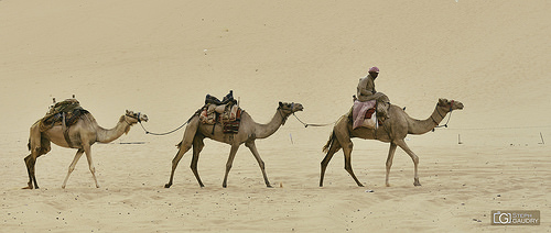 L'hirondelle ne fait pas le printemps, mais le chameau fait le désert.