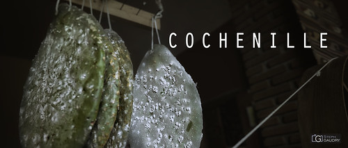 Cochenille