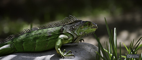 Iguane vert