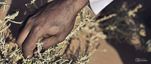 Récolte du savon du désert dans le Wari-Rum en Jordanie