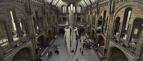 Hope - the skeleton of a blue whale