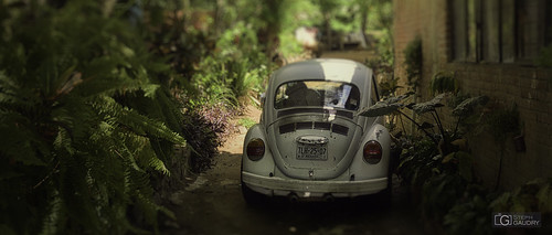 La Coccinelle à Mexico - Choupette et les fougères