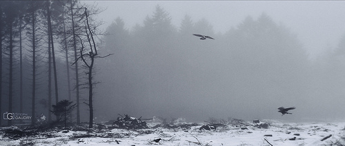 Xhoris, Crows in the mist