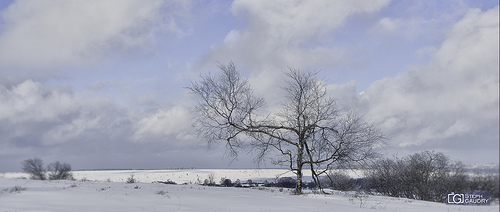 Bouleau à Botrange