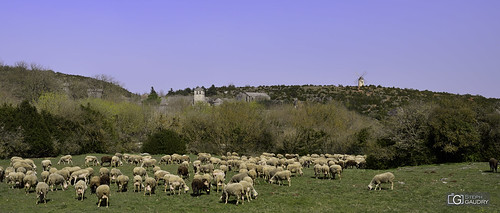 Troupeau à la Couvertoirade