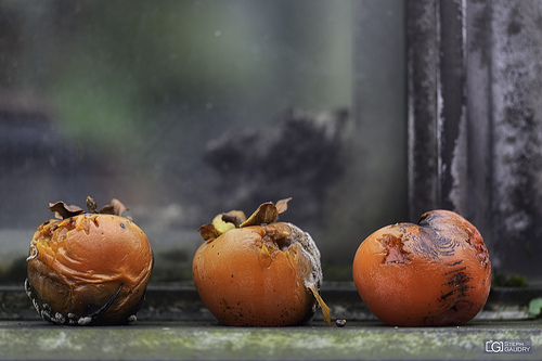 Les trois belles tomates colorées