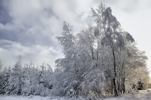 Hautes Fagnes