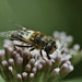 Thumb Eristalis pertinax