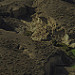 Miniature Photo précédente: Barranco de la Orchilla