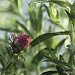 Miniature Photo précédente: