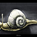 Miniature Photo suivante: L'escargot fait le mur...