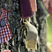 Miniature Photo précédente: L'arbre fétiche