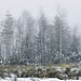 Miniature Photo suivante: